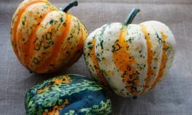 Фестиваль (Festival Hybrid) тыквы Акорн17