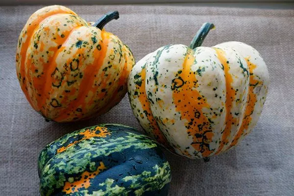 Фестиваль (Festival Hybrid) тыквы Акорн17