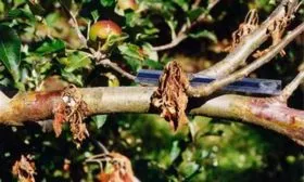 Фитофтороз Яблоня Бельфлёр-китайка13