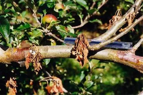 Фитофтороз Яблоня Бельфлёр-китайка13