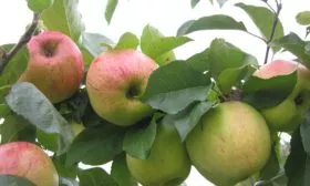 Флагман яблони Память Ульянищева15