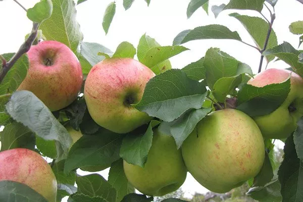 Флагман яблони Память Ульянищева15