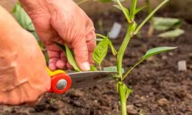 Формирование куста перец Испанский бык12