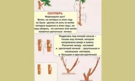 Формирование, обрезка пиона Йеллоу Краун17