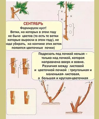 Формирование, обрезка пиона Йеллоу Краун17