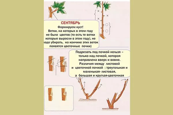 Формирование, обрезка пиона Йеллоу Краун17