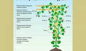 Формирование огурцов Диригент18