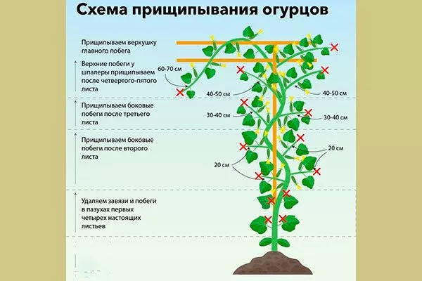 Формирование огурцов Диригент18