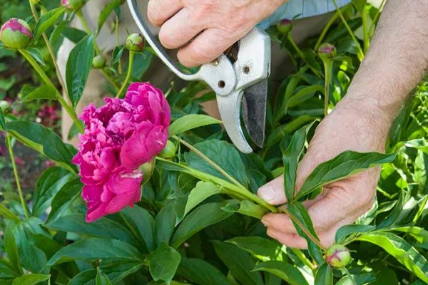 Формирование пиона Топ Брасс20