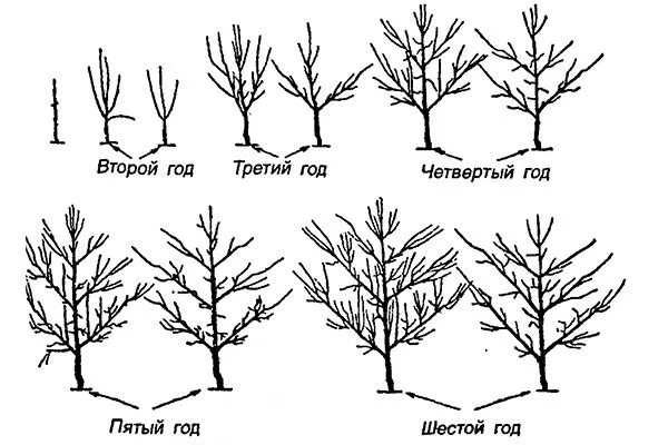 Формирующая