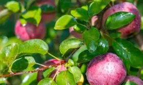 фото плодов яблоня Афродита9