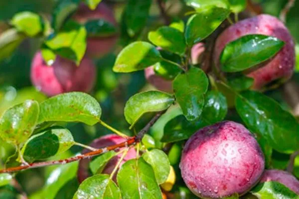 фото плодов яблоня Афродита9