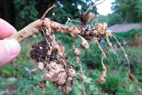 Галловыми нематодами пиона Сонома Хало2