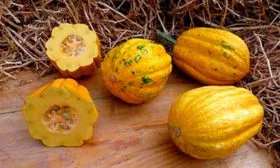 Гиллс голден пиппин тыквы Акорн2