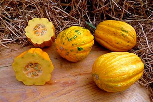 Гиллс голден пиппин тыквы Акорн2