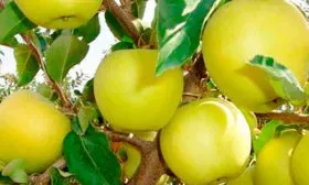 Голден Делишес Би Яблоня Голден Делишес7