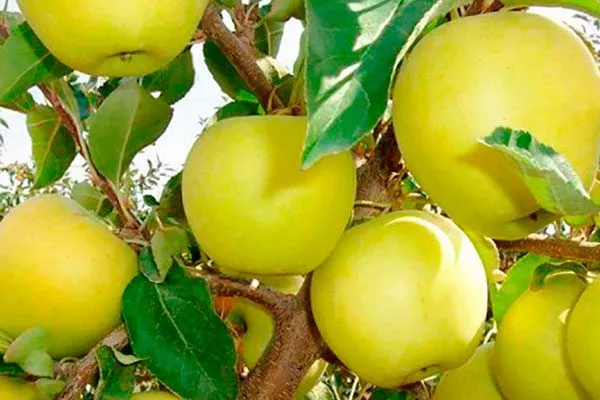 Голден Делишес Би Яблоня Голден Делишес7
