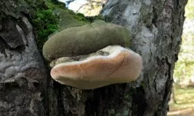 Грибом трутовик яблони Апорт9