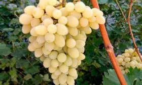 гроздь винограда Августин3
