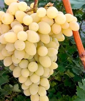 гроздь винограда Августин3