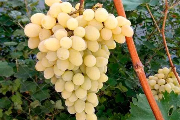 гроздь винограда Августин3