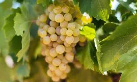 гроздь винограда Мальвазия13