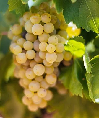 гроздь винограда Мальвазия13