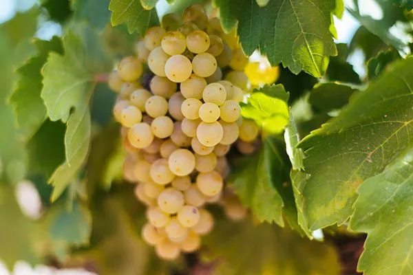 гроздь винограда Мальвазия13