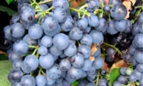 гроздь винограда Родина6