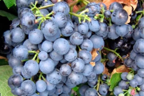 гроздь винограда Родина6