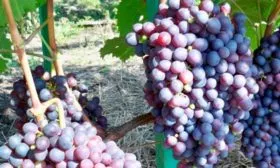 грозди винограда Родина5
