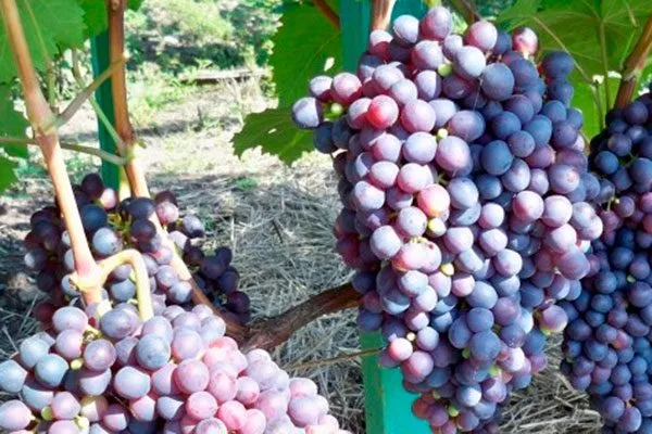 грозди винограда Родина5