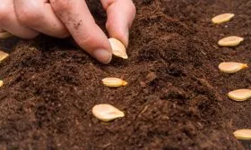 Грунт для посева и высев семян тыквы Дынька2