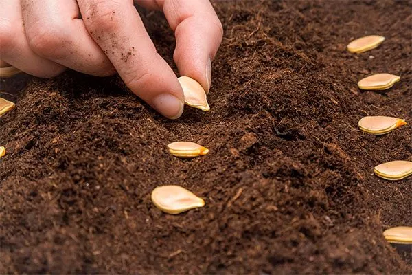 Грунт для посева и высев семян тыквы Дынька2