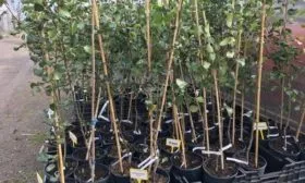 саженцы Дюймовочки с закрытой корневой системой