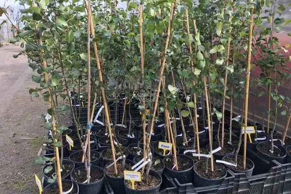 саженцы Дюймовочки с закрытой корневой системой