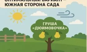 место для посадки груши Дюймовочка