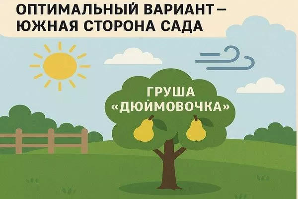 место для посадки груши Дюймовочка