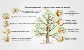 обрезка груши Дюймовочка