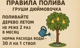 полив груши Дюймовочка