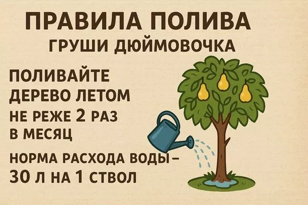полив груши Дюймовочка
