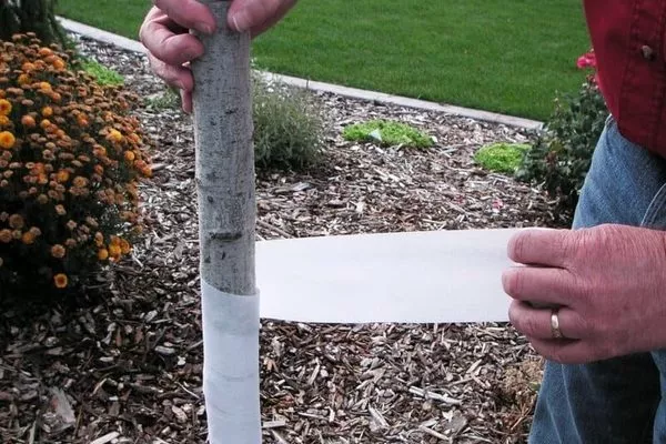 утепление груши Дюймовочка на зиму