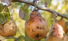 парша груши Дюймовочка