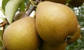 груша Дюймовочка