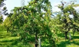 дерево сорта Дюймовочка