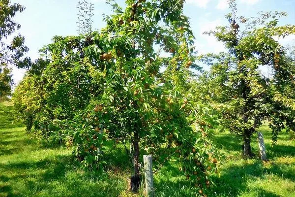 дерево сорта Дюймовочка