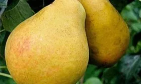 плоды Дюймовочки