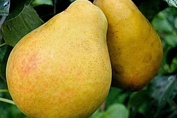 плоды Дюймовочки