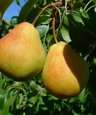 Дюймовочка, сорт груши