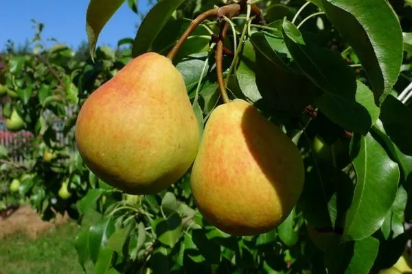 Дюймовочка, сорт груши